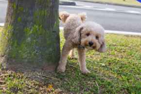 Picture for category Urinary